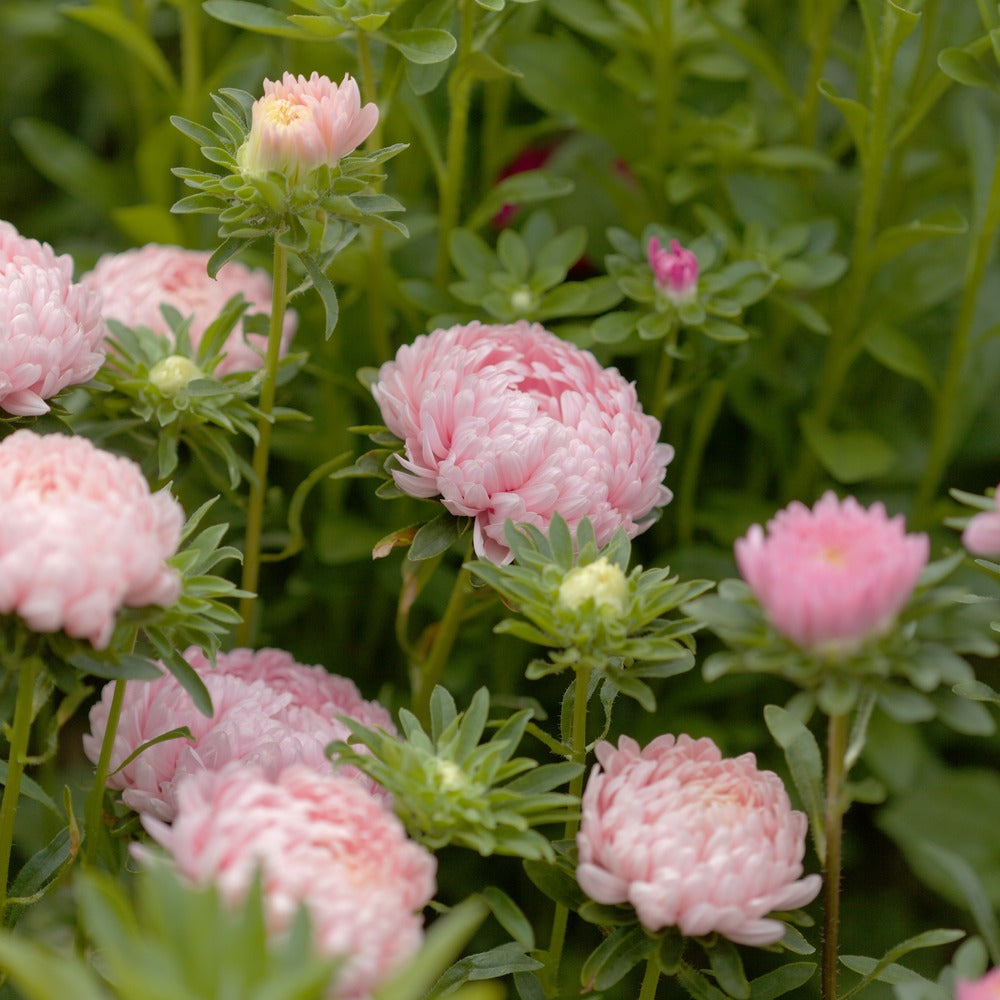 A cluster of soft apricot-pink King Size Apricot Aster blooms with fully double, ruffled petals growing on sturdy green stems among leafy garden foliage.