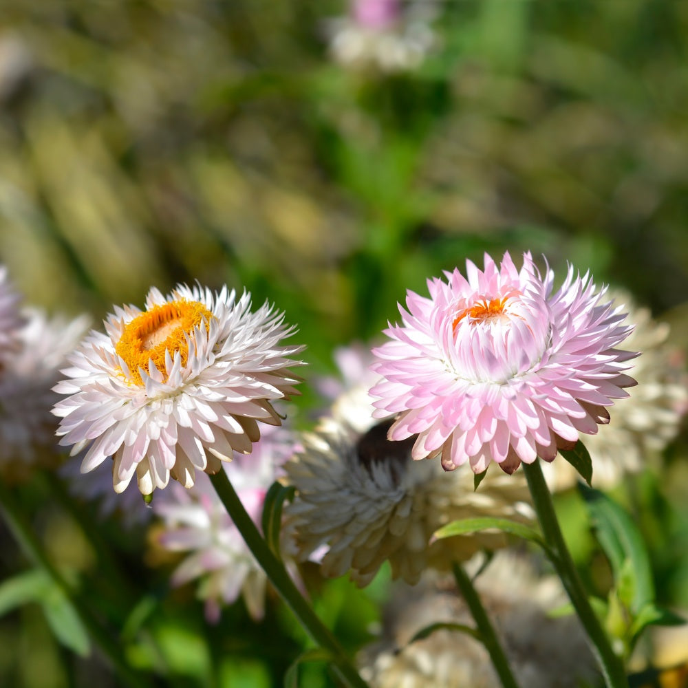 Close-up view of two blooming King Size Silvery Rose strawflowers—one silvery-white and one soft pink with yellow-orange centers—growing on slender green stems against a softly blurred garden background.