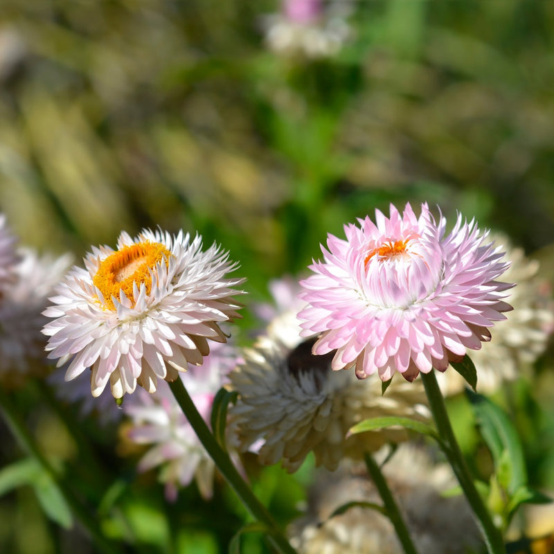 Close-up view of two blooming King Size Silvery Rose strawflowers—one silvery-white and one soft pink with yellow-orange centers—growing on slender green stems against a softly blurred garden background.