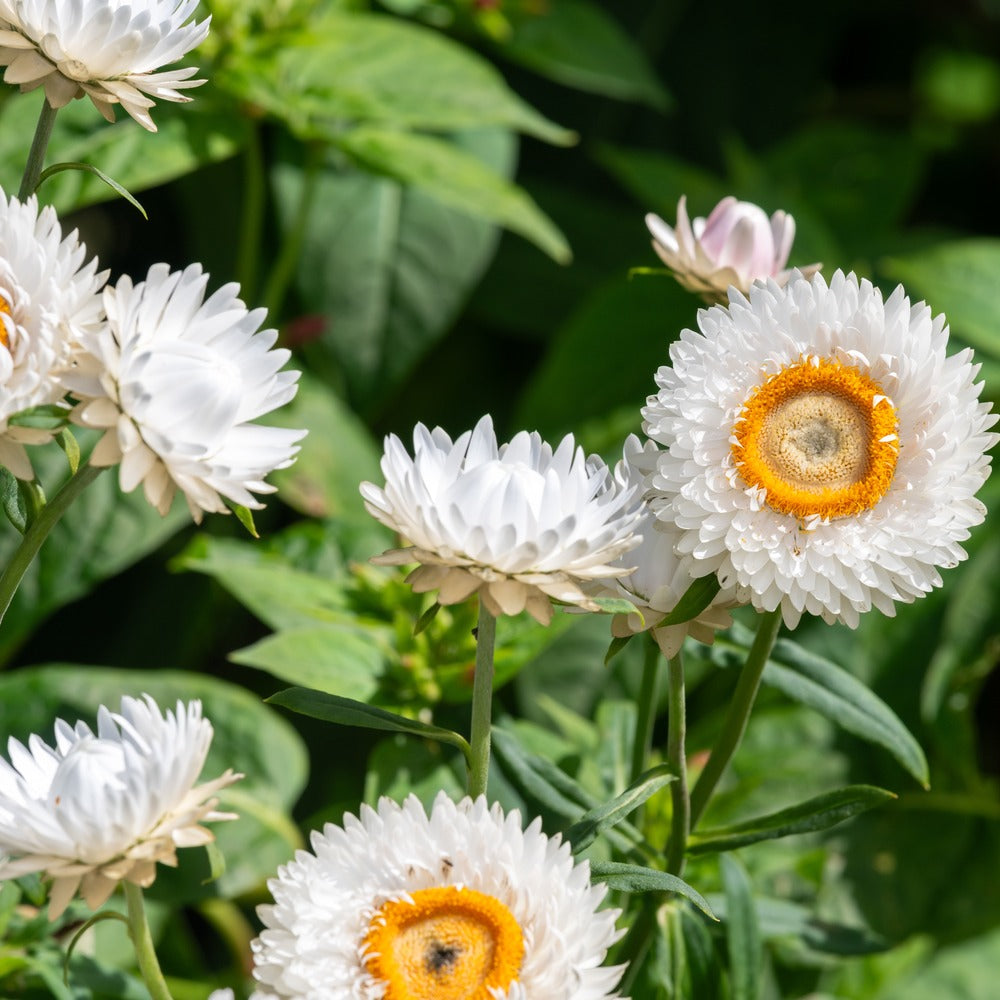 King Size Silvery White Strawflower with yellow centers on a green leafy background