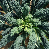 Close-up photo of dark green, heavily crinkled Lacinato Dinosaur Kale leaves growing in a garden, for Lacinato Dinosaur Kale Seeds.