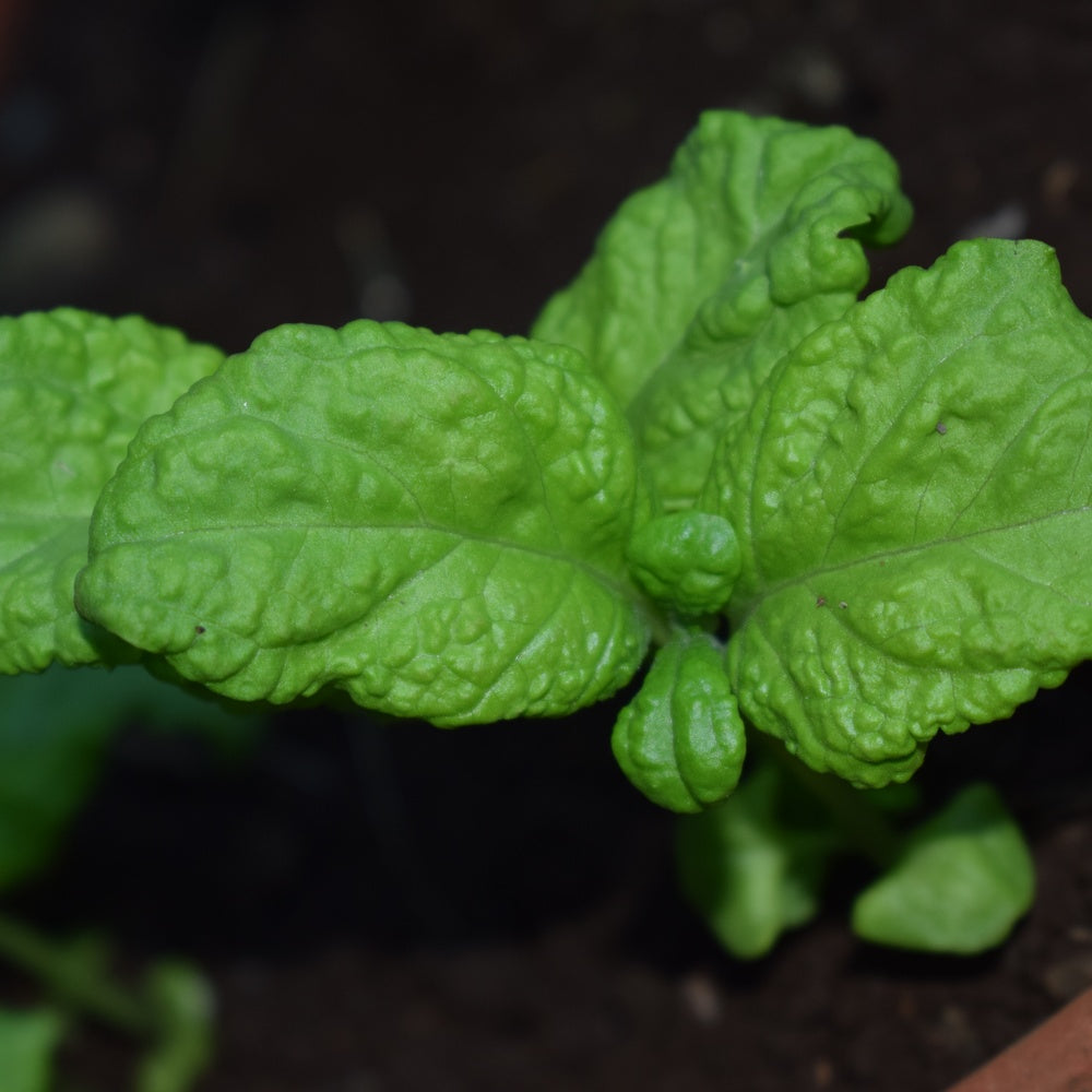 Close-up of a young lettuce leaf basil plant showing broad, deeply crinkled bright green leaves with a rough, puckered texture, growing against dark soil.