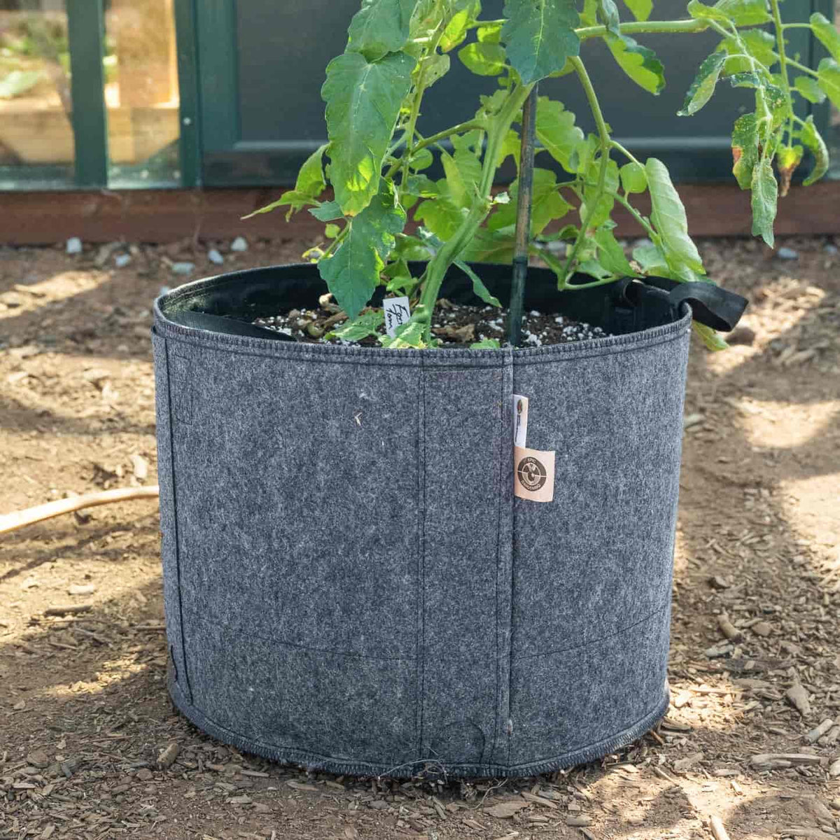 A grey fabric grow bag with side handles and a small branded tag sits on mulch outside a greenhouse, holding a young staked tomato plant supported by a metal rod.