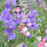 Sweet pea flowers in mixed lavender-purple, pink and white blooms climb slender stems with curling tendrils, growing against a support trellis with soft green foliage blurred behind.