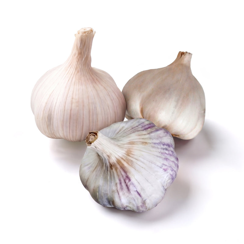 Nootka Rose Softneck, Sicilian Artichoke Softneck, Inchelium Red Softneck garlic bulbs on a white background