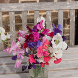 A glass vase of freshly cut sweet peas in mixed shades of magenta, pink, purple and white, arranged on a weathered wooden bench against a stone wall backdrop.