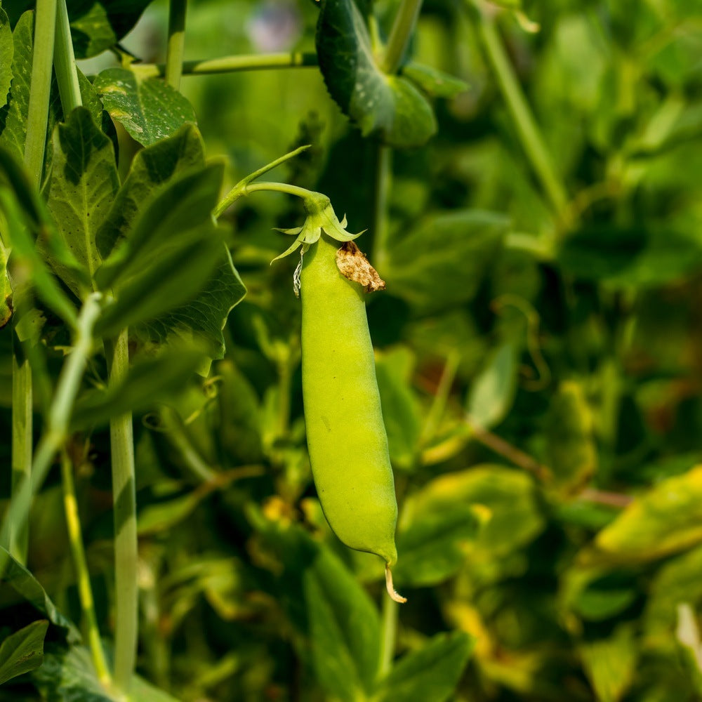 Mammoth Melting Snow Pea pod hanging from its stem with blurred green leaves in the background
