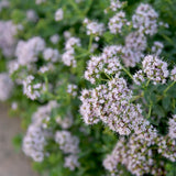 Close-up of flowering marjoram plants, their rounded clusters of tiny pale pink-lavender blooms with fine protruding stamens set against soft green foliage.