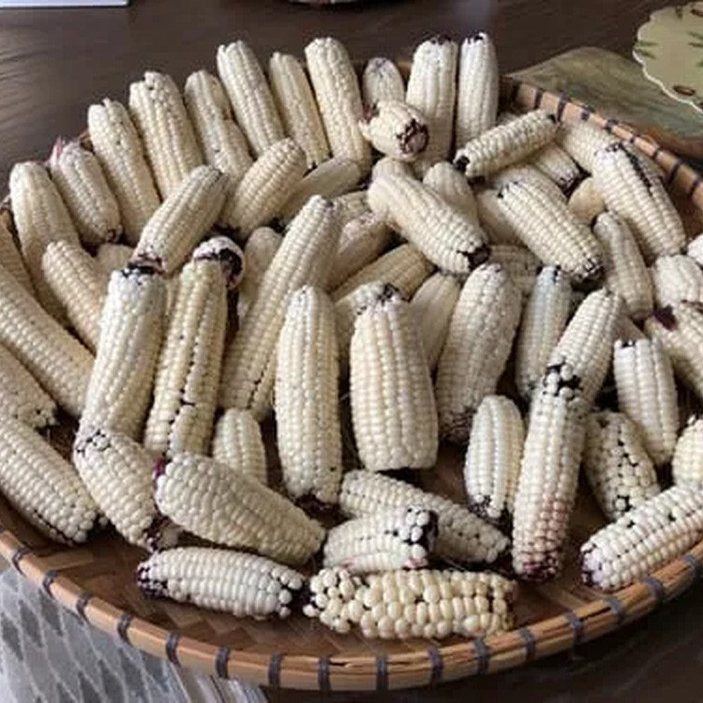 Woven basket piled high with small husked corn cobs showing pearly white kernels, some tipped with dark purple-black coloring near the base.