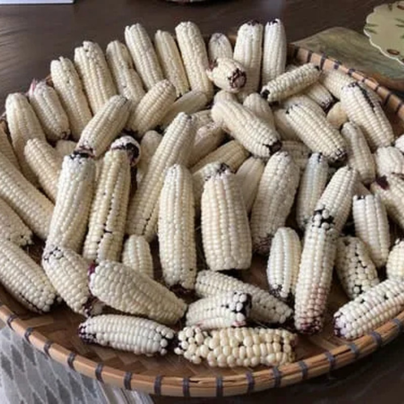 Woven basket piled high with small husked corn cobs showing pearly white kernels, some tipped with dark purple-black coloring near the base.