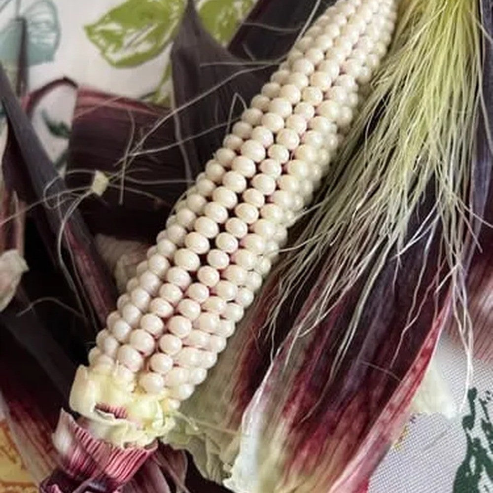 Close-up of a partially husked corn cob with pearly white kernels arranged in neat rows, its dark maroon-streaked husk peeled back to reveal pale green-gold silk strands.