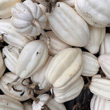 Close-up view of a large pile of harvested white Mashed Potatoes acorn winter squashes with light tan stems.