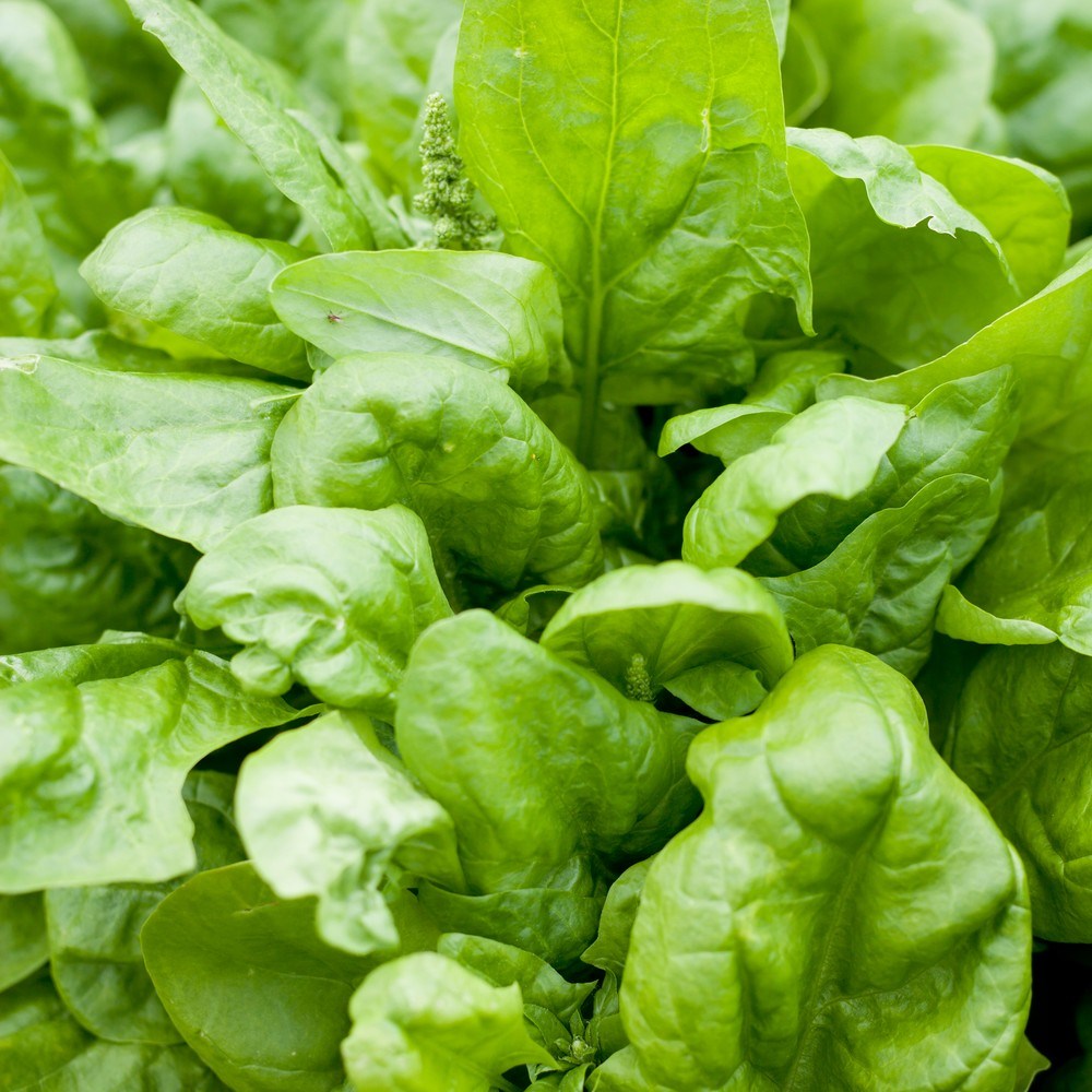 Close-up of Matador spinach plants showing dense, glossy, crinkled green leaves with a small emerging flower spike visible among the foliage.