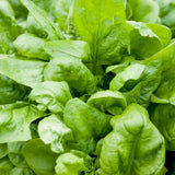 Close-up of Matador spinach plants showing dense, glossy, crinkled green leaves with a small emerging flower spike visible among the foliage.