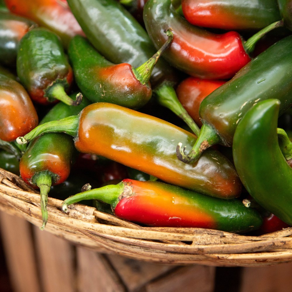 Close-up of freshly harvested jalapeño peppers heaped in a woven basket, showing the ripening progression from glossy green through orange to deep red.