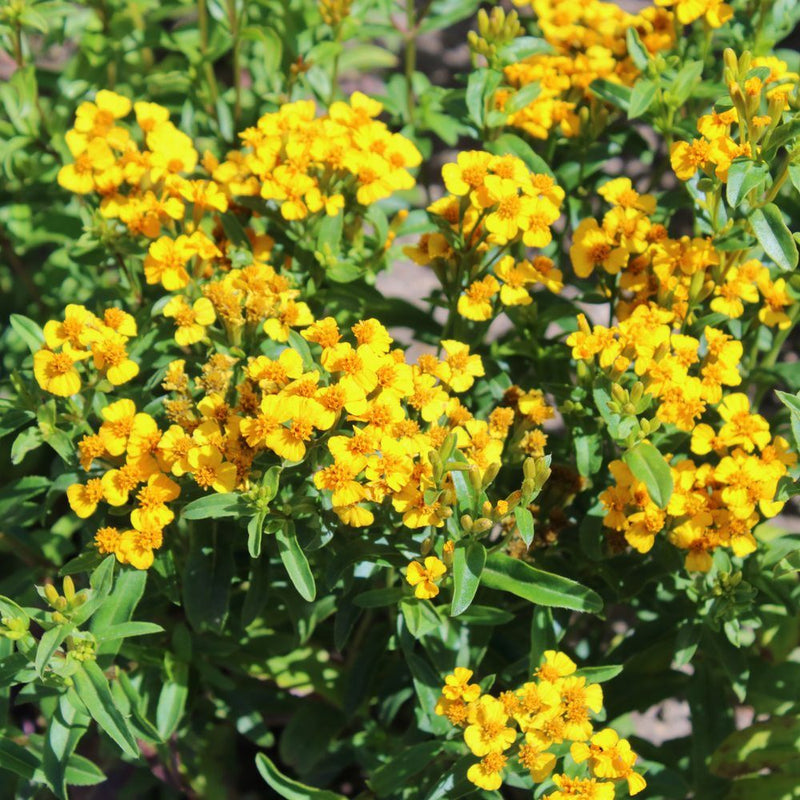 Clusters of small five-petaled yellow flowers with deep orange centres bloom densely among narrow green leaves on a bushy Mexican tarragon plant in bright sunlight.