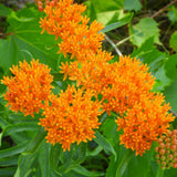 Clusters of vivid orange butterfly milkweed flowers bloom in tight, star-shaped umbels alongside unopened buds, surrounded by narrow green leaves and a broader-leafed plant in the background.