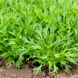 Rows of mizuna mustard growing in a garden bed, showing their deeply serrated, feathery green leaves clustered densely above the bare soil.