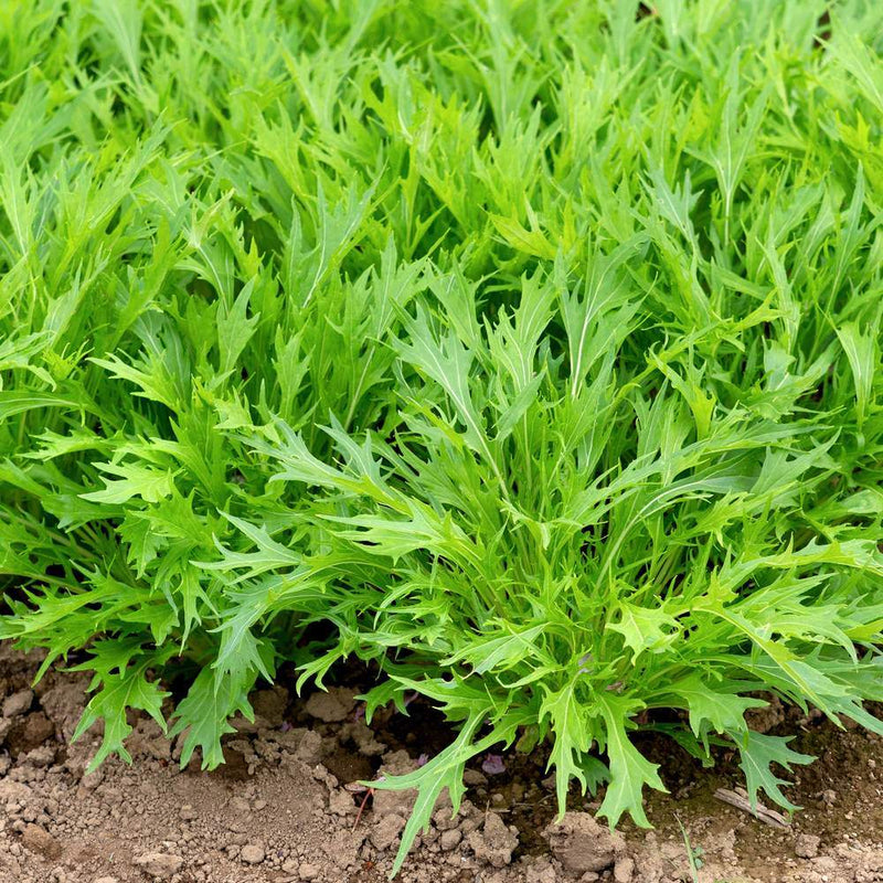 Rows of mizuna mustard growing in a garden bed, showing their deeply serrated, feathery green leaves clustered densely above the bare soil.