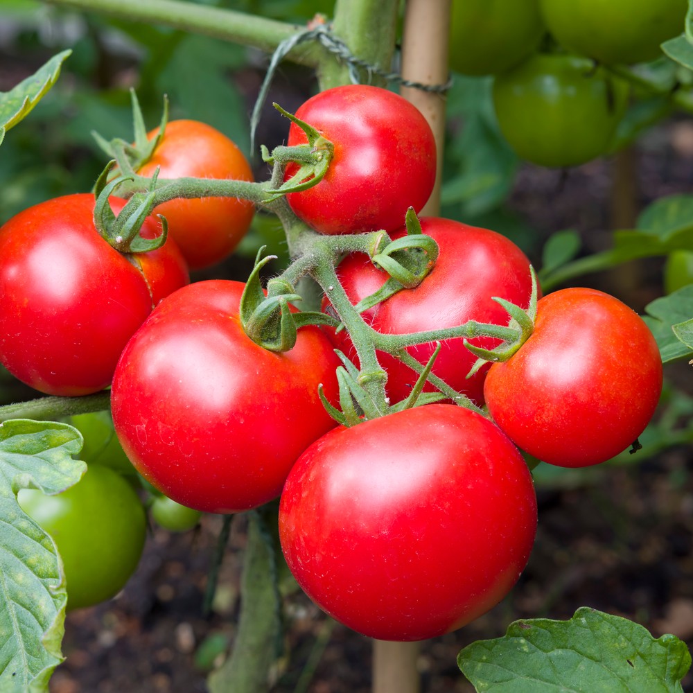 A cluster of ripe, glossy red tomatoes on the vine, with still-green fruit and a bamboo support visible in the blurred background.