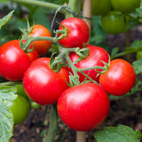 A cluster of ripe, glossy red tomatoes on the vine, with still-green fruit and a bamboo support visible in the blurred background.