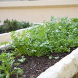 Feathery cilantro plants with lacy green leaves grow in rows in a dark, mulched raised garden bed with pale stone edging.