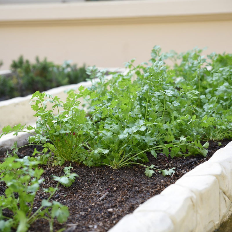 Feathery cilantro plants with lacy green leaves grow in rows in a dark, mulched raised garden bed with pale stone edging.