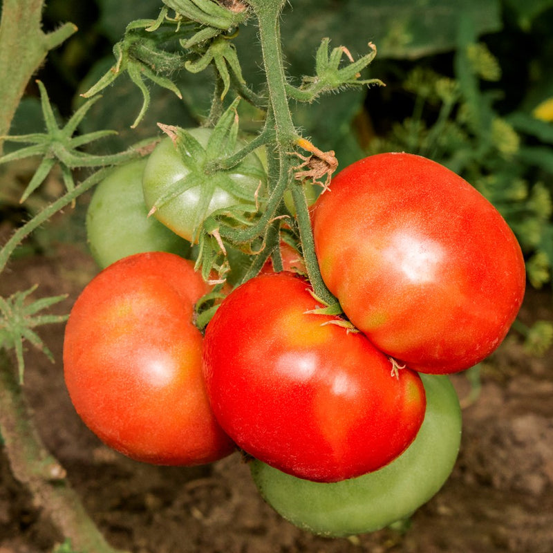 Cluster of Moskvich Pole tomatoes ripening on the vine, three fruits fully red and glossy alongside two still green, set against dense foliage.