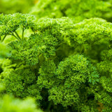 Close-up of moss curled parsley plants showing tightly ruffled, bright green leaves in dense, mounded clusters filling the frame.