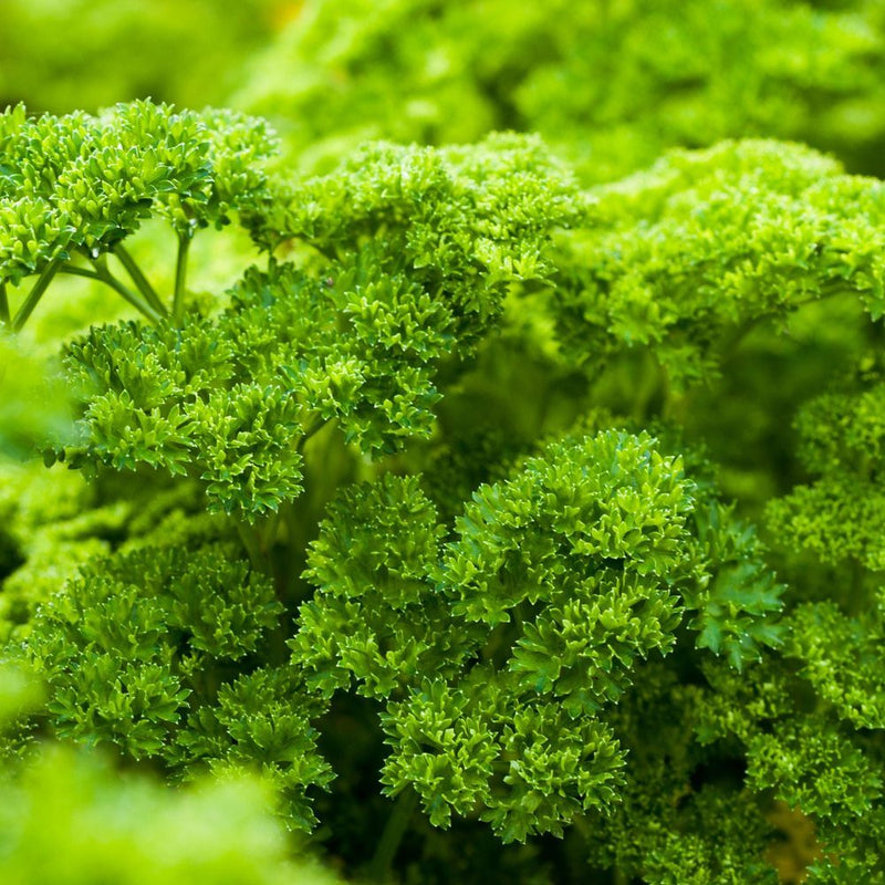 Close-up of moss curled parsley plants showing tightly ruffled, bright green leaves in dense, mounded clusters filling the frame.