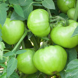 Close-up of several large, unripe green tomatoes clustered together on a bushy vine, their smooth skins still fully green amid dense, hairy-stemmed foliage.