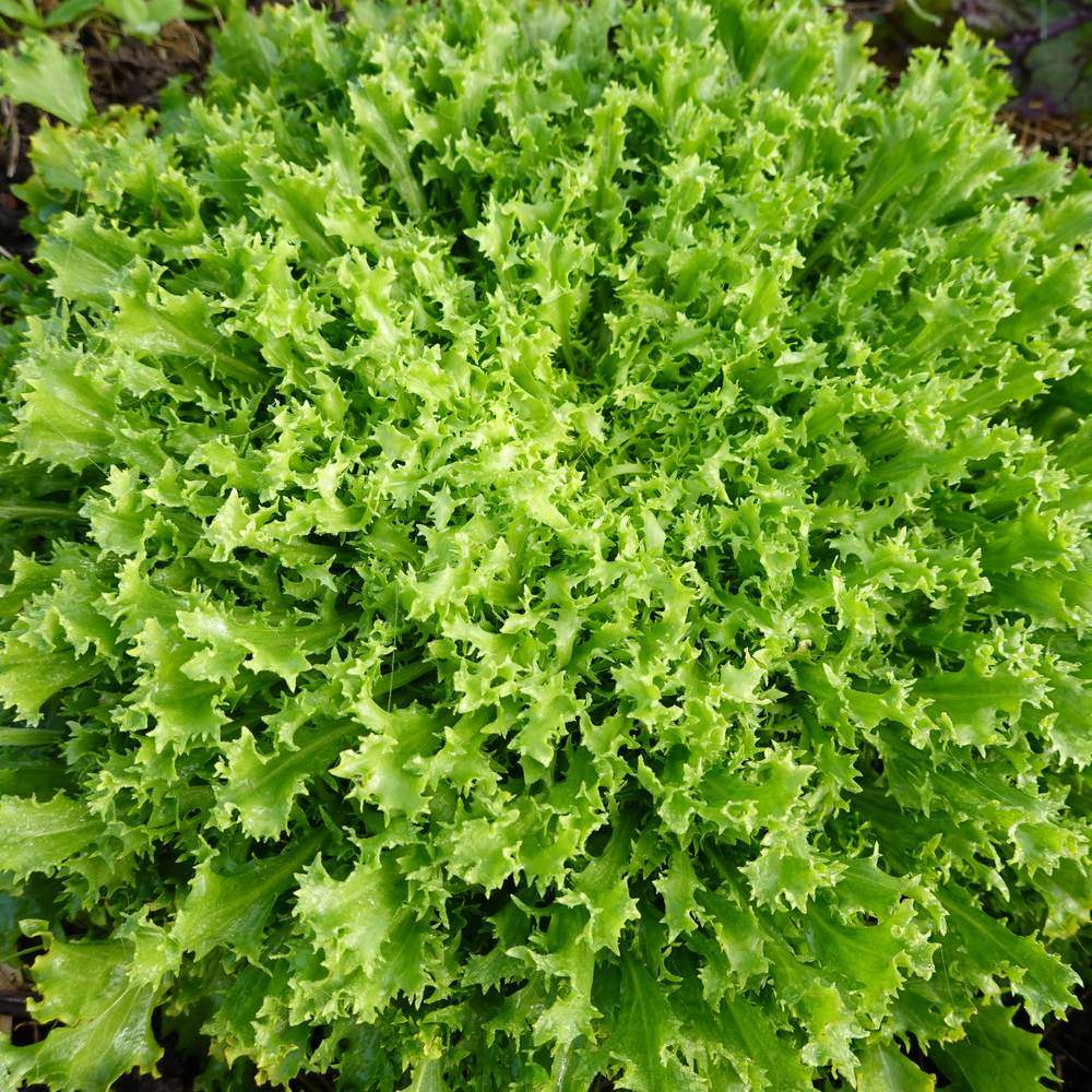 Overhead view of a mature Olesh Tres Fine endive plant, its densely packed, frilly serrated leaves forming a tight rosette of pale to bright green, growing directly in dark garden soil.