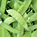 Close-up photo of fresh green Oregon Sugar Pod II snow pea pods piled together, for Oregon Sugar Pod II Snow Pea Seeds.