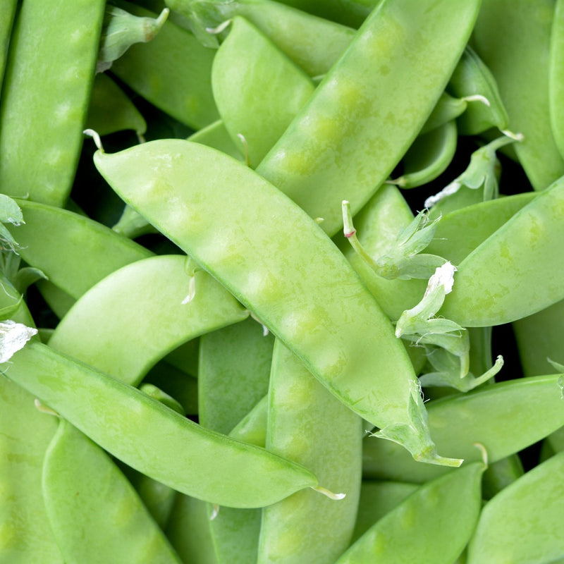 Close-up photo of fresh green Oregon Sugar Pod II snow pea pods piled together, for Oregon Sugar Pod II Snow Pea Seeds.