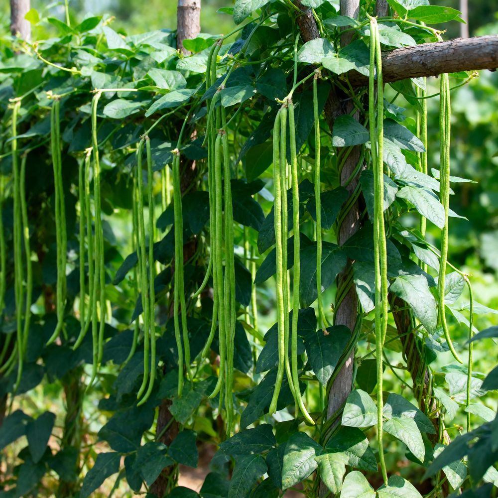 Yard long bean plants trained up wooden poles, with numerous slender green pods measuring well over a foot long dangling among the dense, heart-shaped foliage.