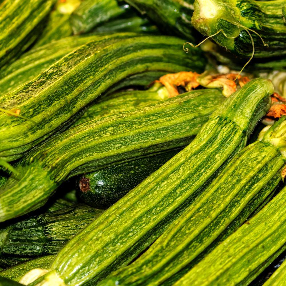 Close-up of freshly harvested Costata Romanesco zucchini, their ribbed, mottled green skin visible in a heaped pile alongside curled tendrils and a few withered blossom ends.