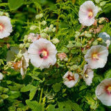 Cluster of pale pink hollyhock blooms with deep rose throats and yellow centres open along tall stems amid green foliage and unopened buds, a small dark beetle nestled in one flower.