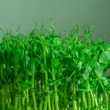 Dense cluster of pea shoot microgreens with pale green stems, curling tendrils and small paired leaves, shown close up against a plain grey-green background.