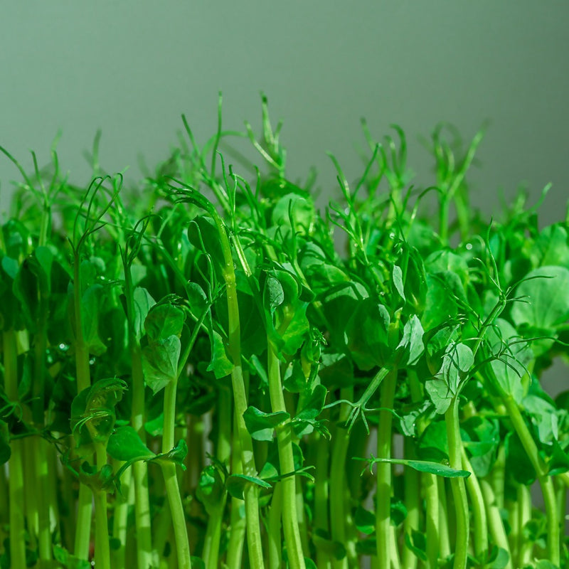 Dense cluster of pea shoot microgreens with pale green stems, curling tendrils and small paired leaves, shown close up against a plain grey-green background.