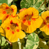 Close-up of Peach Melba nasturtium flowers with golden-yellow petals splashed with deep red-orange markings around the throat, surrounded by variegated cream-and-green foliage.