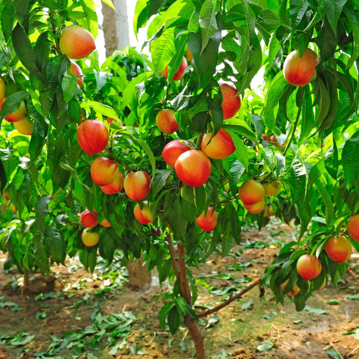 A small peach tree heavily laden with ripe, reddish-yellow peaches hanging from its leafy green branches in an orchard setting.