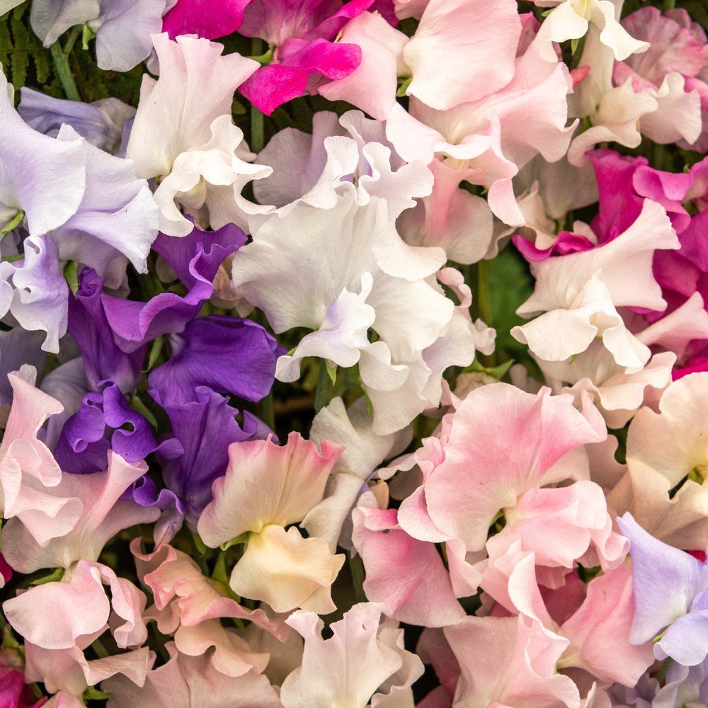 Close-up of ruffled sweet pea blooms in a mixed palette of white, deep purple, lilac, pale pink and magenta, their frilly petals overlapping densely against blurred green foliage.
