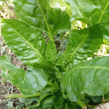 Close-up view of a vibrant Perpetual Spinach Swiss Chard plant growing outdoors with thick, crinkled green leaves and slender green stems.