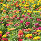 Dense bed of fully double zinnia blooms in mixed pink, red, orange and yellow shades, packed closely together above green foliage in bright sunlight.