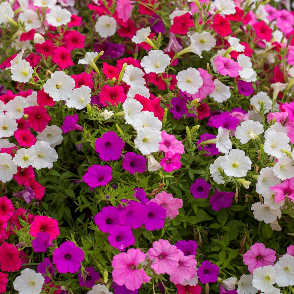 Densely flowering petunia plants in a mixed blend of magenta, white, purple, and pink trumpet-shaped blooms, growing thickly together with green foliage almost entirely hidden beneath the flowers.