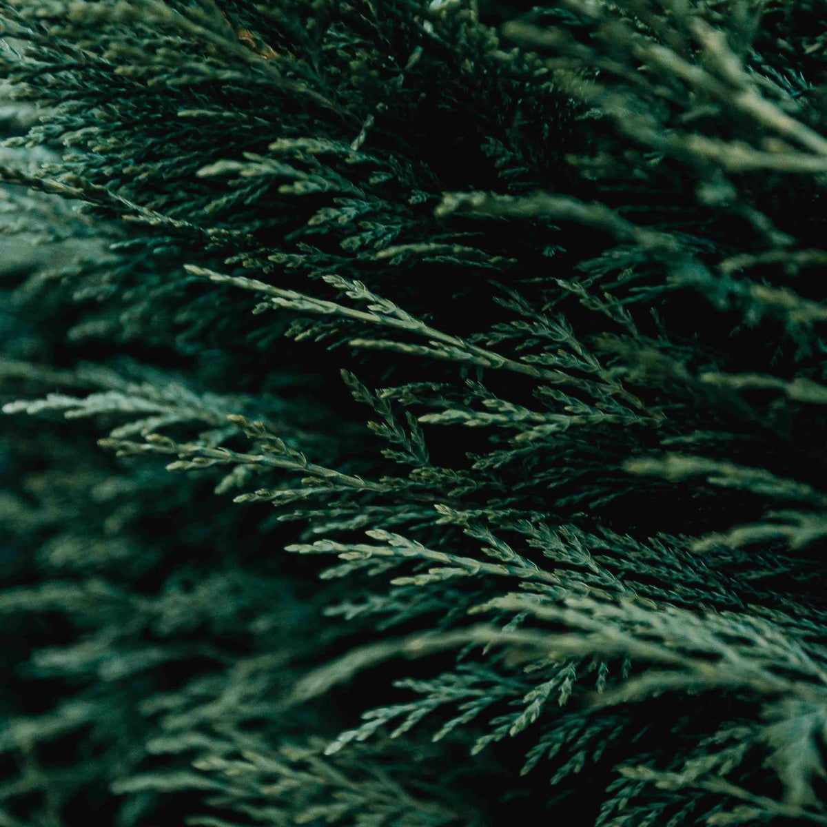 Extreme close-up of dense, scale-like green foliage on a Taylor Juniper tree branch.