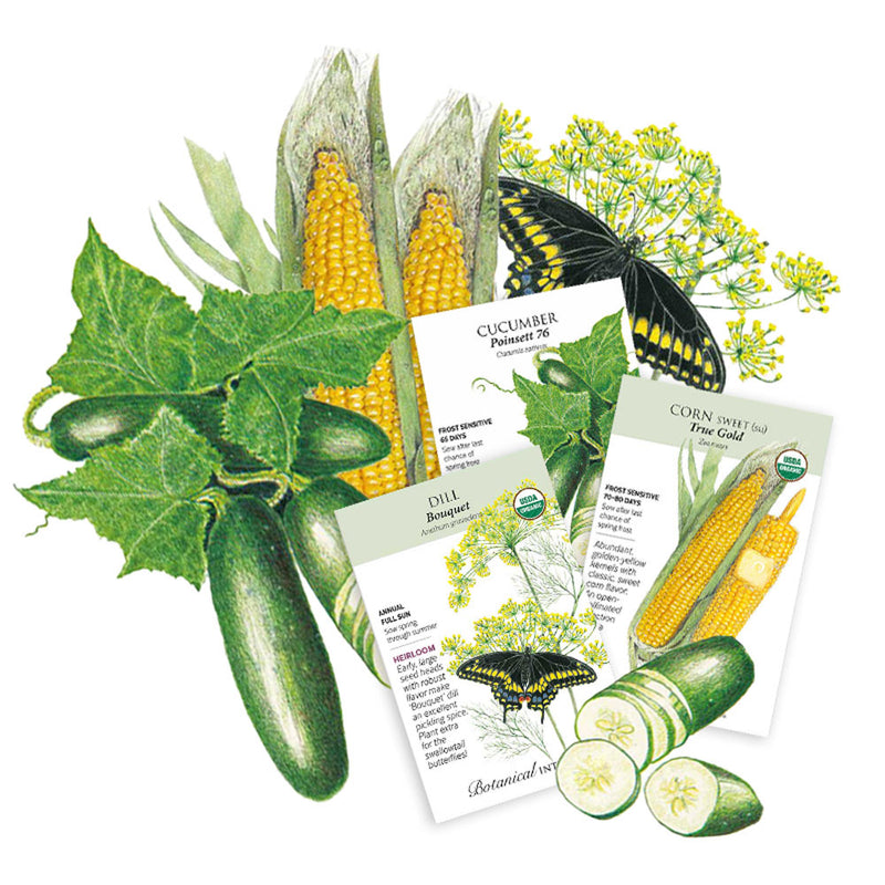 Illustration of cucumbers, corn, and butterfly with seed packets on a white background
