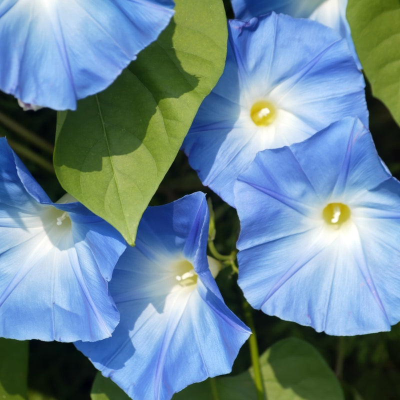 Close-up of vivid sky-blue morning glory flowers with white throats and yellow centres, their trumpet-shaped petals marked with fine radiating lines, surrounded by heart-shaped green leaves in sunlight.