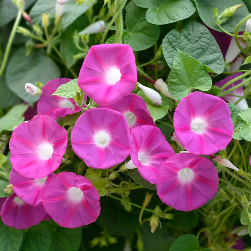 Cluster of trumpet-shaped morning glory flowers in vivid magenta-pink with white throats and radiating pink star markings, blooming among heart-shaped green leaves and unopened white buds.