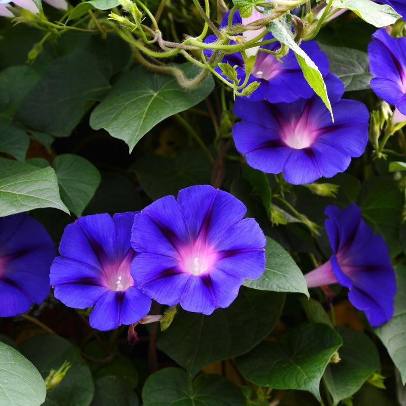 Trumpet-shaped morning glory flowers in vivid violet-blue with white and dark purple star-shaped centres, blooming among heart-shaped green leaves and twining vines.
